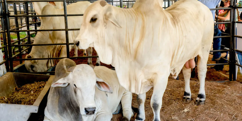 Governo de RO reduz ICMS do gado para fortalecer cadeia da carne e ampliar competitividade do setor