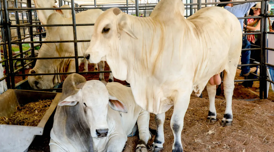 Pavilhao-Bovinocultura-RRS-25-05-25-Frank-Nery-29