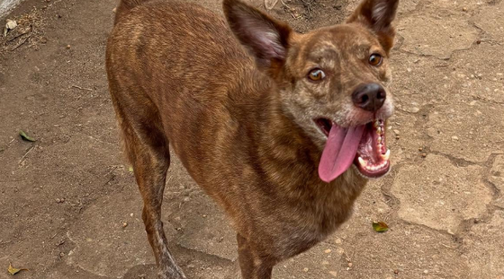Cachorro do abrigo