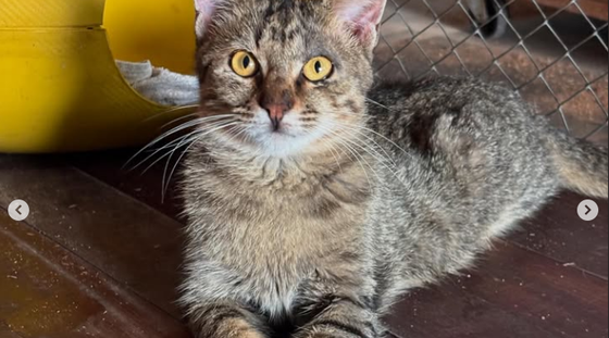 Gato abrigo