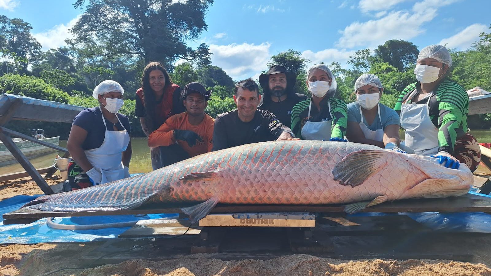 Pirarucu com mais de 2 metros e 137 kg é capturado em RO