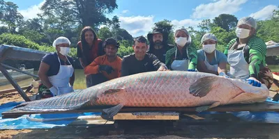 Pirarucu com mais de 2 metros e 137 kg é capturado em RO