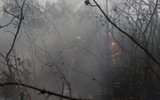 UE: incêndios florestais já queimaram mais de 1 milhão de hectares