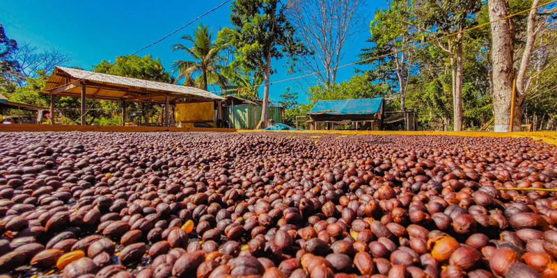 Região Matas de Rondônia conquista sucesso na produção de café especial e sustentável no Brasil