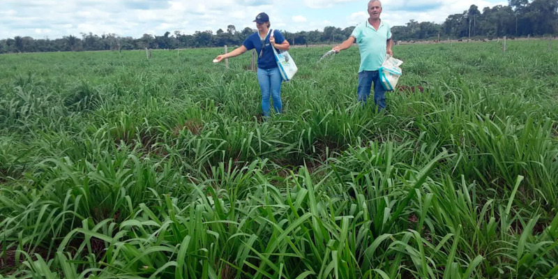 Gestão e tecnologia transformam propriedade de Itapuã do Oeste em referência na pecuária leiteira familiar