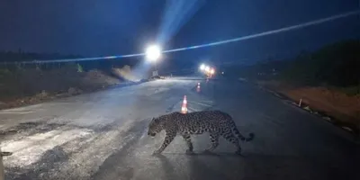 Uma onça-pintada de grande porte foi filmada em um trecho de obras da BR-364 próximo a entrada para Cujubim