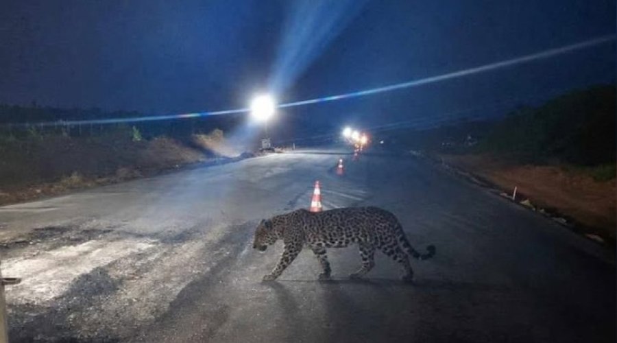 onca-pintada-e-flagrada-em-trecho-de-obras-da-br-364-na-regiao-de-cujubim