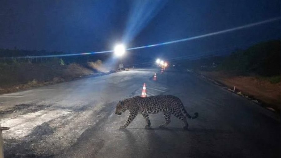 Uma onça-pintada de grande porte foi filmada em um trecho de obras da BR-364 próximo a entrada para Cujubim