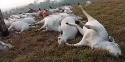 Raio mata pelo menos 16 cabeças de gado durante chuva leve em Espigão do Oeste
