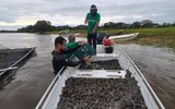 tartarugas-16.12.2025-parque_estadual_corumbiara-arquivo_sedam-570x760