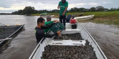 Projeto ambiental do governo de RO resulta na soltura de 228 mil filhotes de tartaruga-da-Amazônia no Parque Estadual Corumbiara